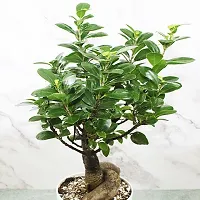 Ficus Bonsai-thumb4