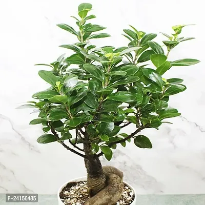 Ficus Bonsai-thumb5