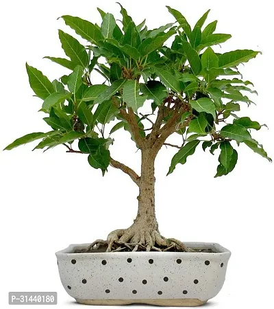 Natural Ficus Plant-thumb0