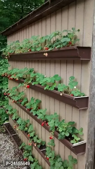 Strawberry Plant