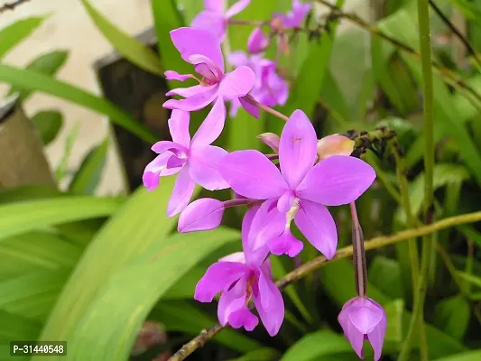 Natural Orchid Plant