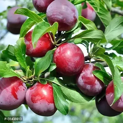 Natural Aloo Bukhara/Plum Plant-thumb0