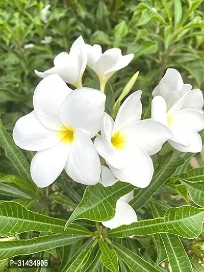 Natural Plumeria Plant-thumb0