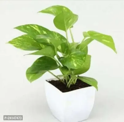 Money Plant