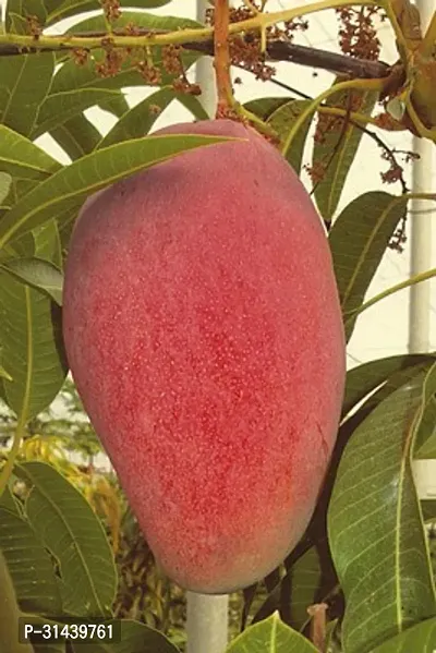 Natural Mango Plant-thumb0