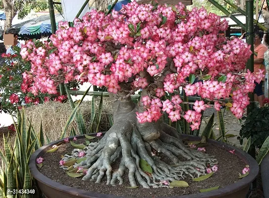 Natural Adenium Plant