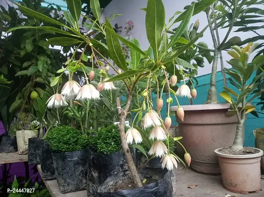 Natural Rudraksha Plant