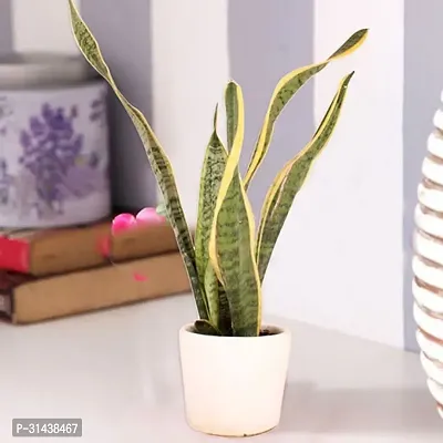 Natural Snake Plant