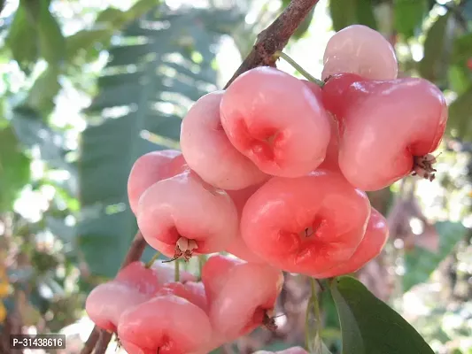 Natural Jamun Plant-thumb0