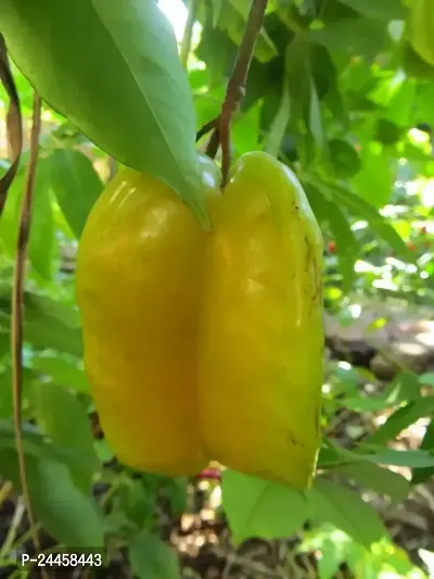 Natural Star Fruit Carambola Grafted Plant