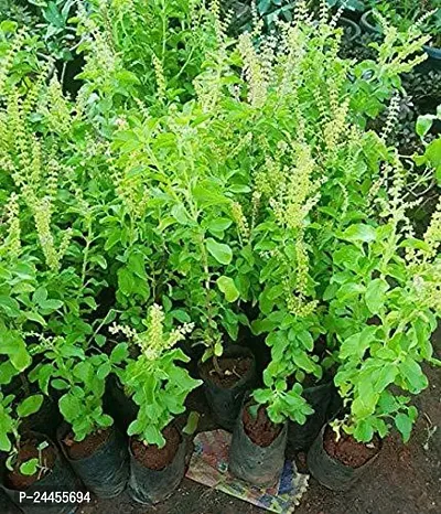 Natural Basil Plant