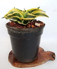 Snake Plant-thumb2