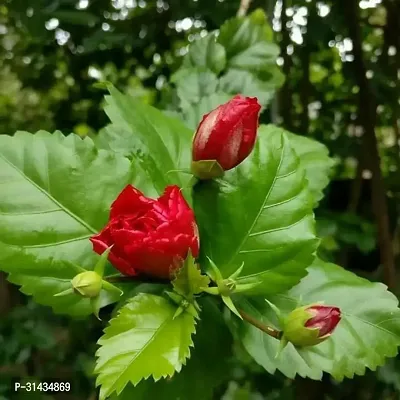 Natural Hibiscus Plant-thumb0