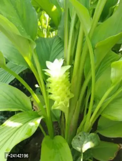 Turmeric Plant