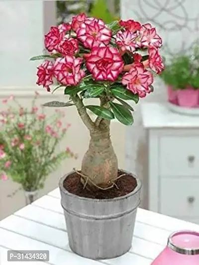 Natural Adenium Plant-thumb0