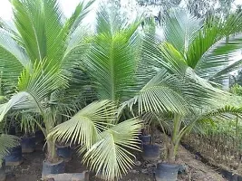 Natural Coconut Plant-thumb2