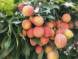 Natural Litchi Plant-thumb3