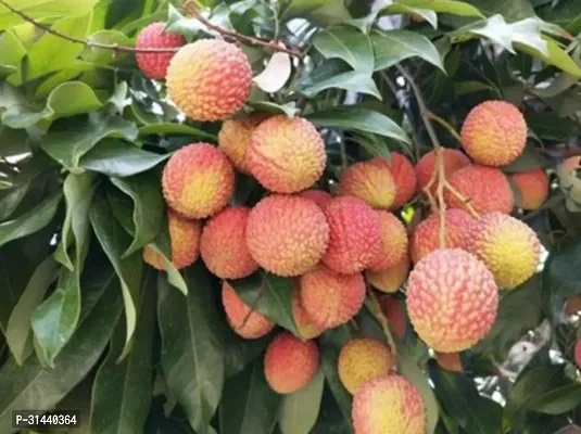 Natural Litchi Plant-thumb4