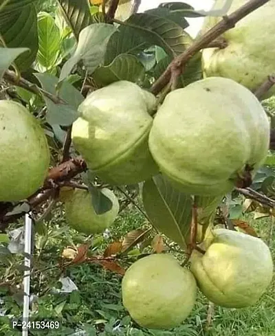 Guava Plant-thumb0