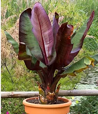 Natural Banana Plant-thumb1