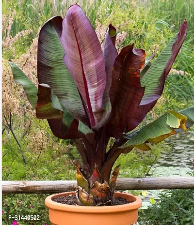 Natural Banana Plant-thumb2