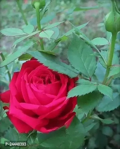 Natural Rose Plant-thumb0