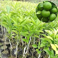 Natural Lemon Plant-thumb3