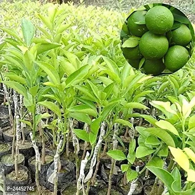 Natural Lemon Plant-thumb4