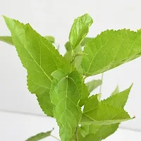 Natural Shahtoot/Mulberry Plant-thumb4