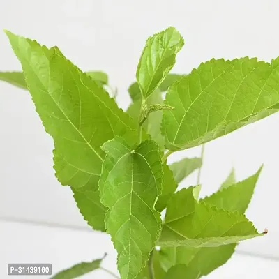 Natural Shahtoot/Mulberry Plant-thumb5