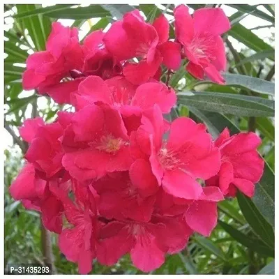 Natural Oleander Plant-thumb0