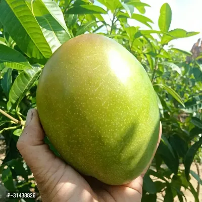 Natural Mango Plant