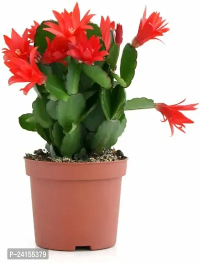 Christmas Cactus Plant