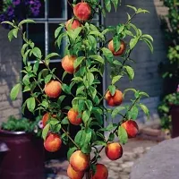 Natural Aloo Bukhara/Plum Plant-thumb3