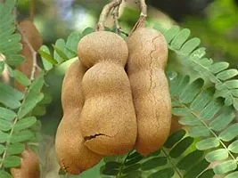 Natural Tamarind Plant-thumb2