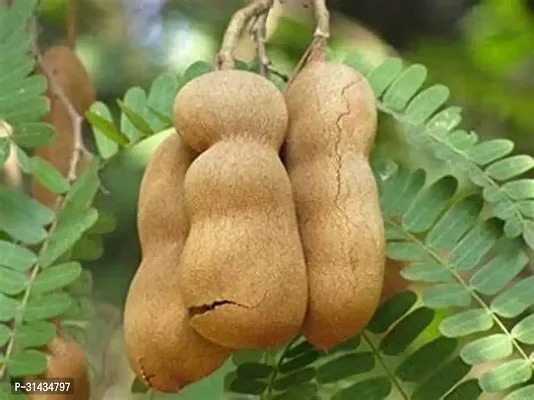 Natural Tamarind Plant-thumb3