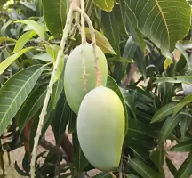 Natural Mango Plant-thumb1