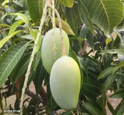 Natural Mango Plant-thumb2