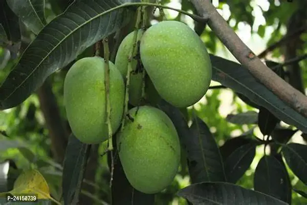 Mango Plant-thumb2