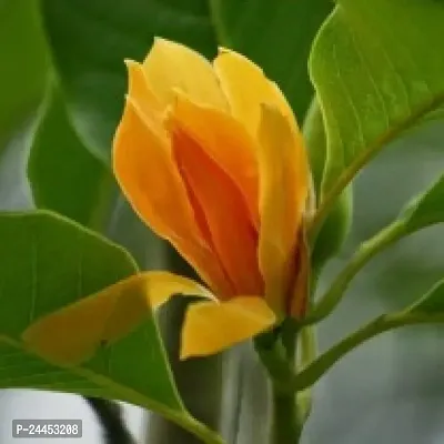 Natural Golden Champa Plant-thumb0