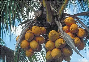 Natural Coconut Plant-thumb1