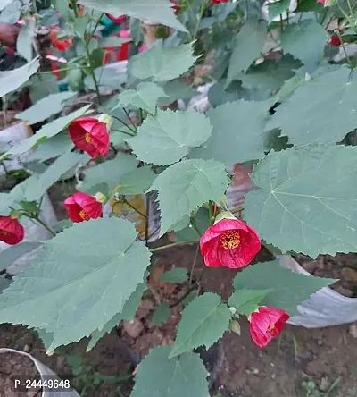 Natural Hibiscus Plant