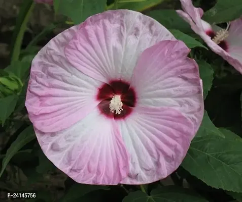 Hibiscus Plant-thumb0