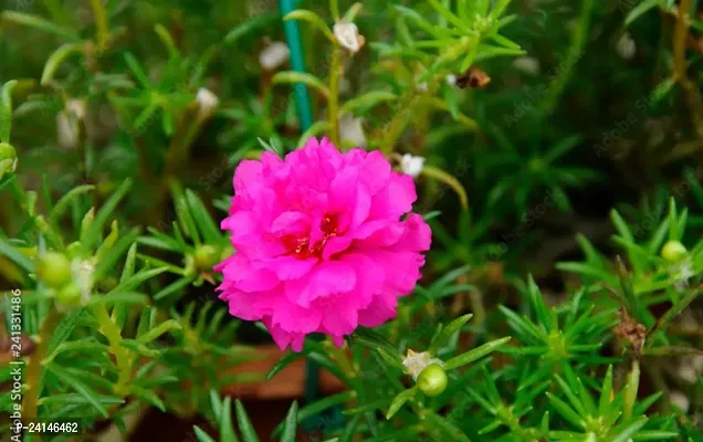 Portulaca Plant