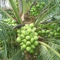 Natural Coconut Plant-thumb1