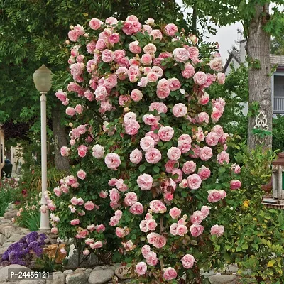 Natural Rose Plant