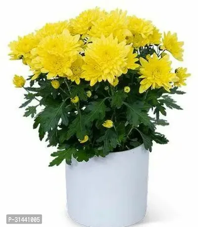 Natural Chrysanthemum Plant