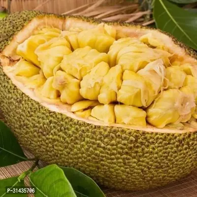 Natural Jackfruit Plant-thumb2