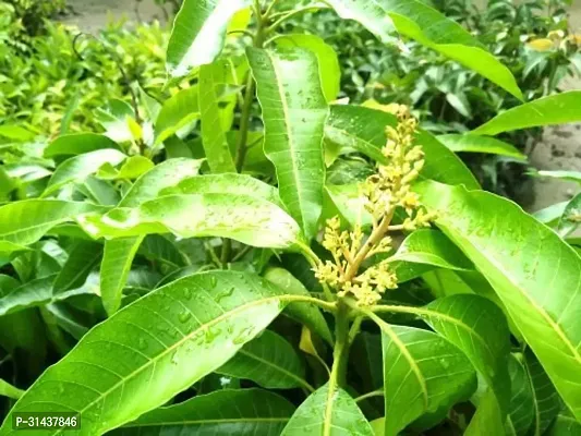 Natural Mango Plant-thumb3