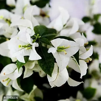 Natural Bougainvillea Plant